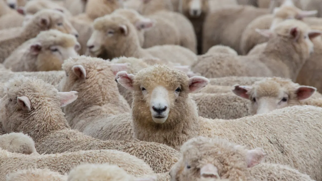 More Than Fifty Pastors Say Why They Love Pastoral Ministry