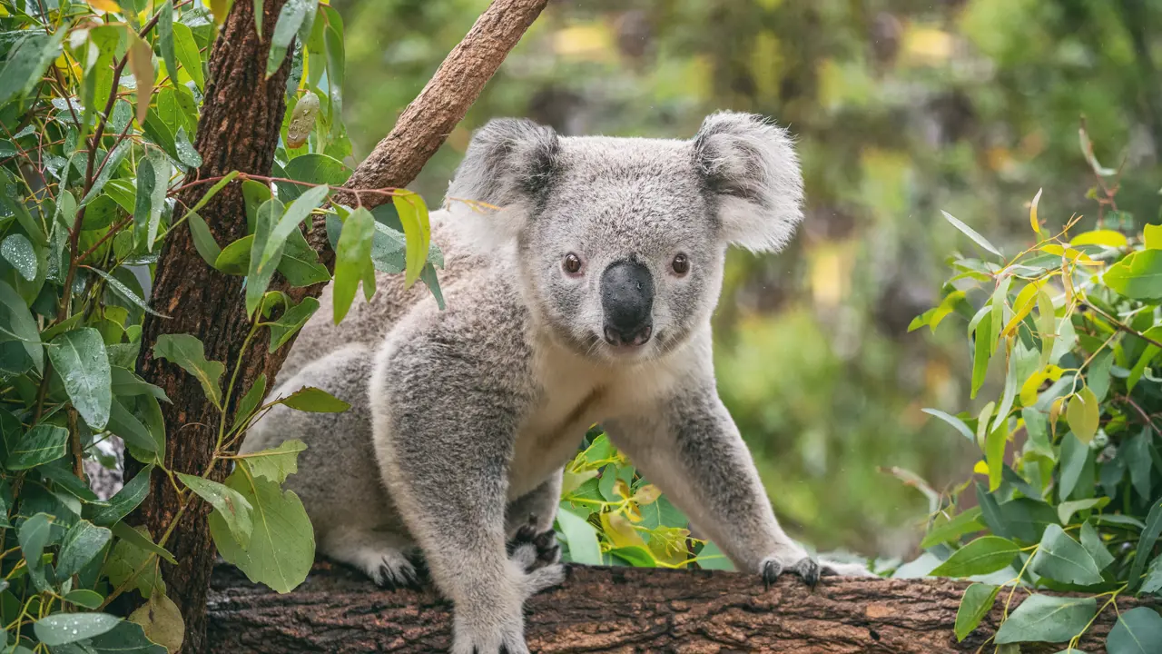 Our strange relationship with the iconic koala