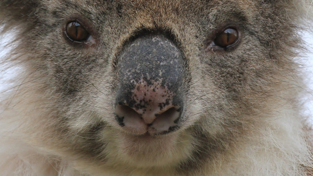 How to help wildlife during bushfires