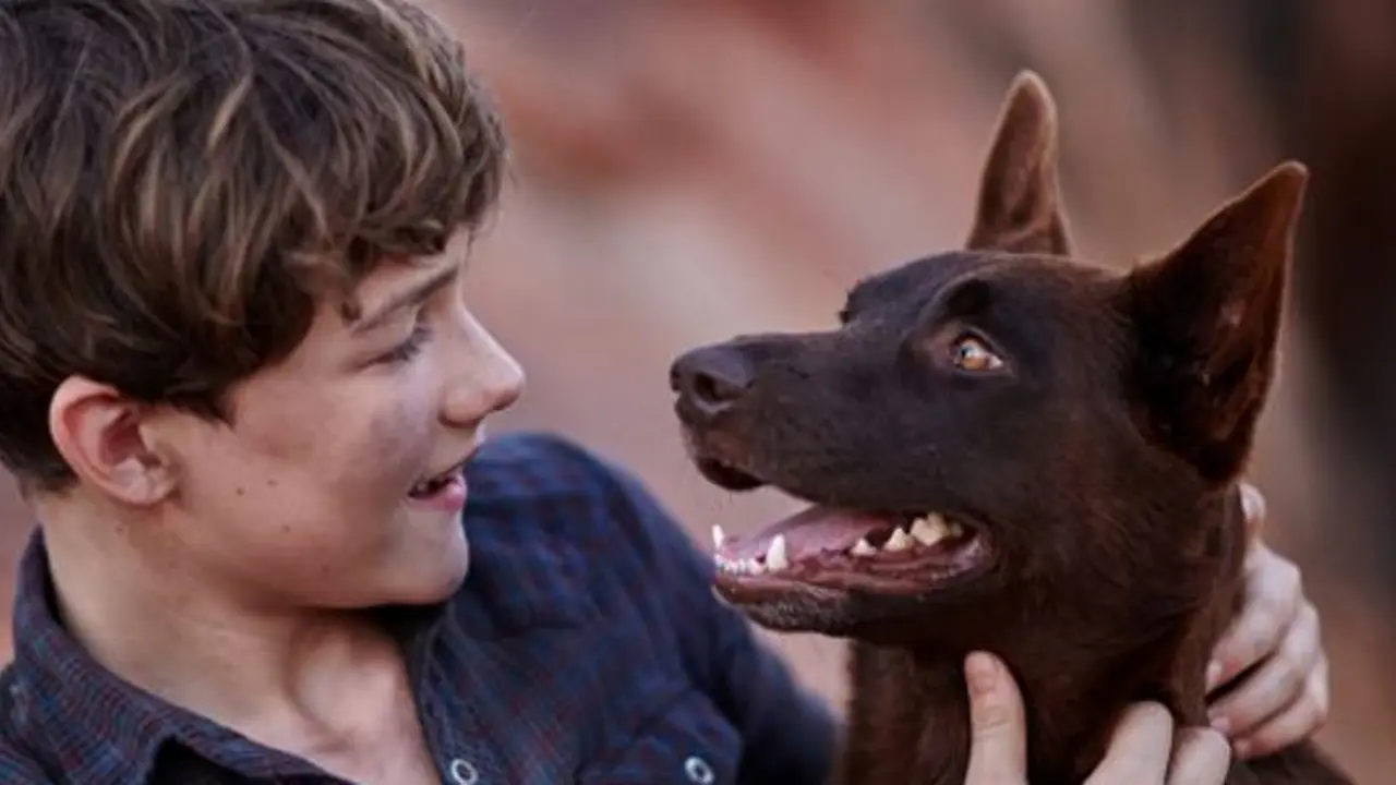 Do you want more Red Dog