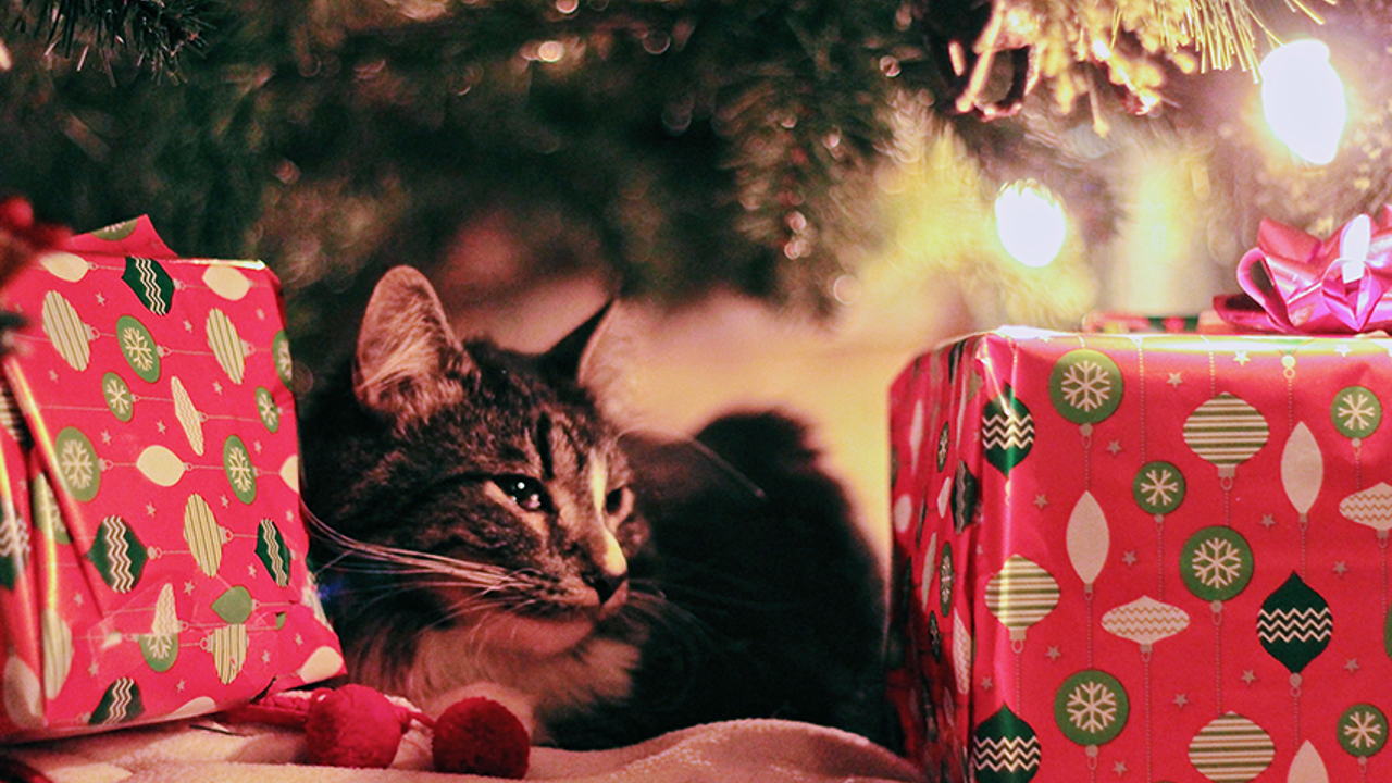 Embracing Advent Practices for a More Meaningful December
