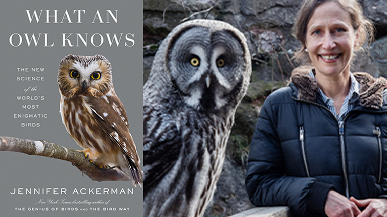 Hearing the call of owls
