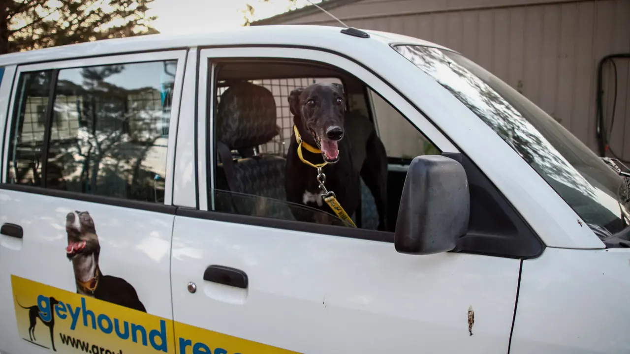 Greyhound Rescue Launches Fundraising Campaign