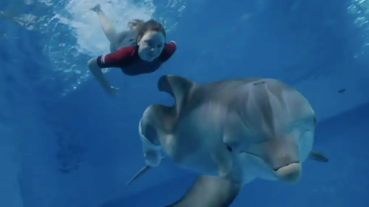 Dolphin Tale 2