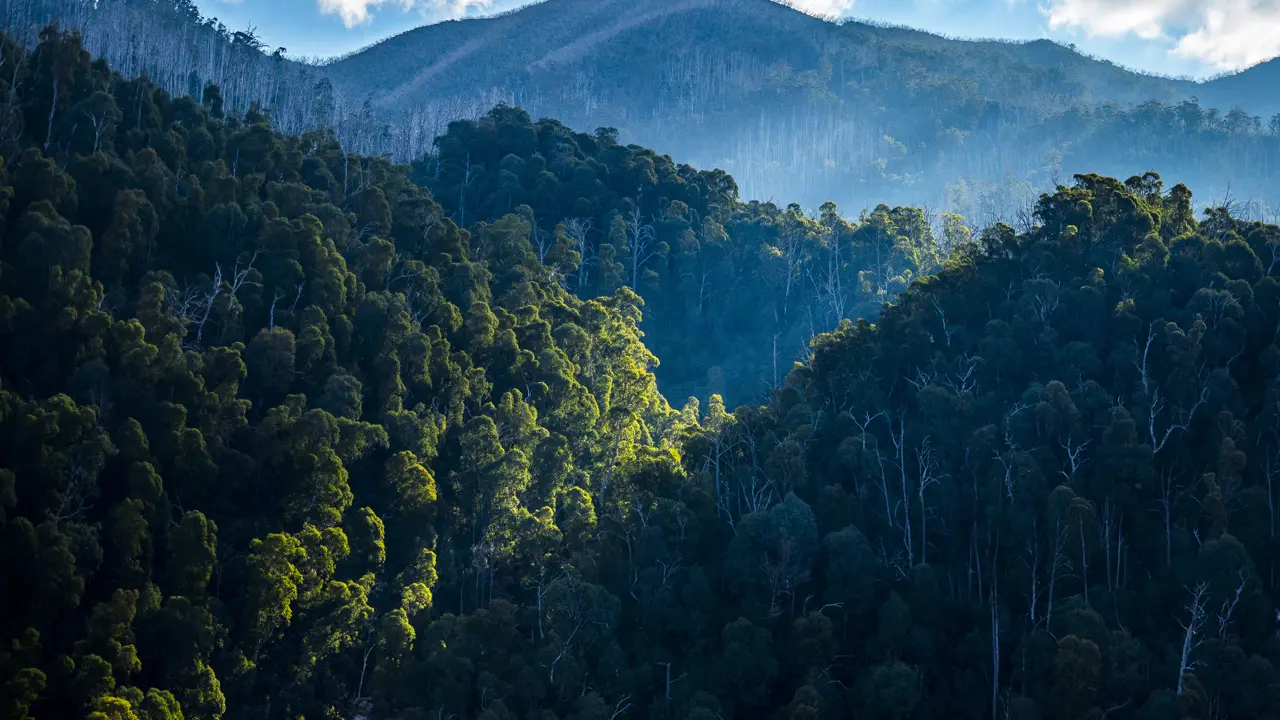 Forest Advocacy Ministry Debunks Myths with New Resource