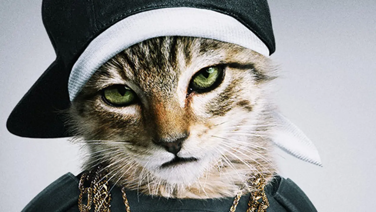 Why are we crazy about cats?