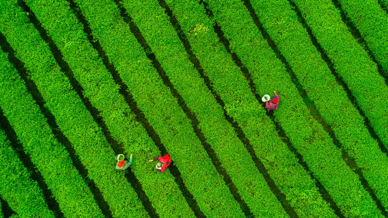 Low wages fuelling modern slavery for tea workers