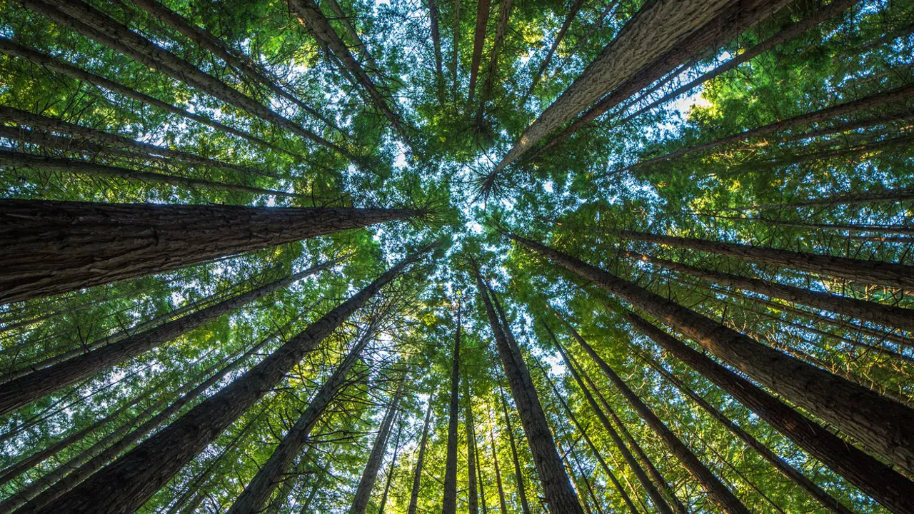 Beyond seeing trees as resources to cut down